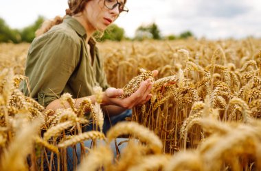 Genç çiftçi kadın tarlada yürüyor ve elini buğday hasadının altın kulaklarında gezdiriyor. Agronomist buğday kulakları tutar, buğday tanelerinin kalitesini kontrol eder. Tarım gıda endüstrisi.