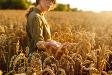Genç çiftçi kadın tarlada yürüyor ve elini buğday hasadının altın kulaklarında gezdiriyor. Agronomist buğday kulakları tutar, buğday tanelerinin kalitesini kontrol eder. Tarım gıda endüstrisi.