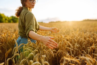 Genç çiftçi kadın tarlada yürüyor ve elini buğday hasadının altın kulaklarında gezdiriyor. Agronomist buğday kulakları tutar, buğday tanelerinin kalitesini kontrol eder. Tarım gıda endüstrisi.