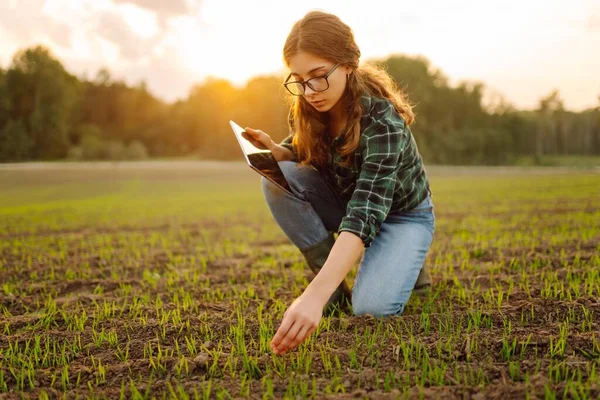 Farmer woman  checks the quality of the soil in her hands with a digital tablet. Woman agronomist in a field of young sprouts. Smart farm.