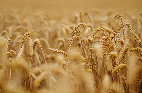 Golden wheat  field. Growth nature harvest. Agriculture farm.