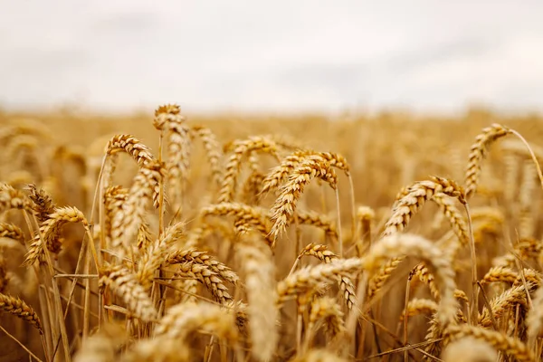 Golden wheat  field. Growth nature harvest. Agriculture farm.