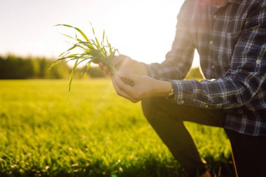 Genç buğday yeşili bir çiftçinin ellerinde. Buğday tarlası gelişmelerini kontrol ediyorum. İş, ekoloji, tarım, bahçıvanlık kavramı.