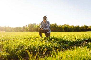 Genç buğday yeşili bir çiftçinin ellerinde. Buğday tarlası gelişmelerini kontrol ediyorum. İş, ekoloji, tarım, bahçıvanlık kavramı.