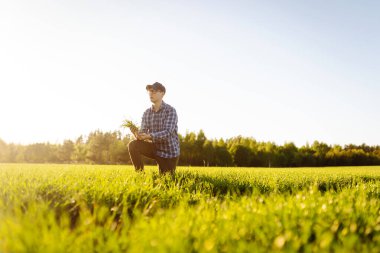 Genç buğday yeşili bir çiftçinin ellerinde. Buğday tarlası gelişmelerini kontrol ediyorum. İş, ekoloji, tarım, bahçıvanlık kavramı.