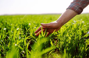 Çiftçi el tarladaki yeşil buğday yapraklarına dokunur. Olgunlaşmış buğday tarlaları. Buğday tarlası gelişmelerini kontrol ediyorum. Tarım, bahçıvanlık veya ekoloji kavramı.