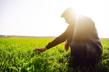 Çiftçi el tarladaki yeşil buğday yapraklarına dokunur. Olgunlaşmış buğday tarlaları. Buğday tarlası gelişmelerini kontrol ediyorum. Tarım, bahçıvanlık veya ekoloji kavramı.