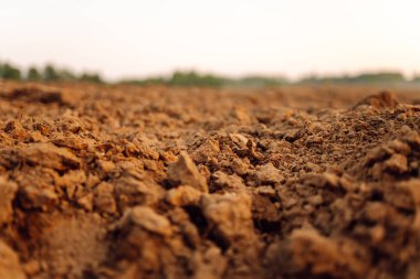 Tarım için temiz toprak. Saksı toprağı ya da turba bahçıvanlık için uygundur. Bereketli arazi dokusu, kırsal arazi manzarası.
