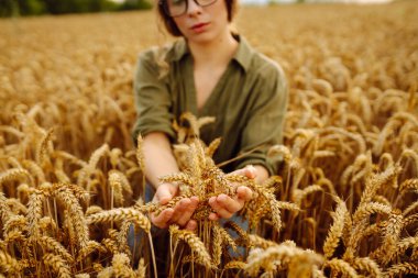 Buğday tarlasında çiftçi kadın mahsulü kontrol ediyor. Hasat, organik tarım konsepti