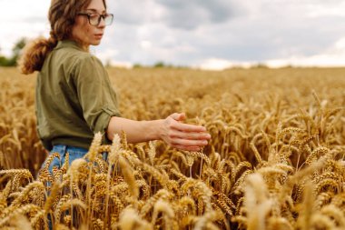 Buğday tarlasında çiftçi kadın mahsulü kontrol ediyor. Hasat, organik tarım konsepti
