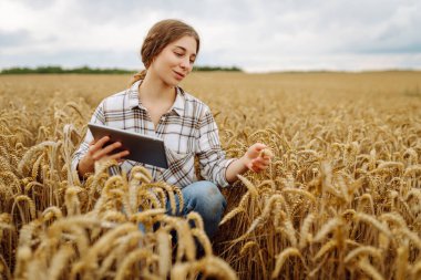 Bir kadın çiftçi mısır gevreği tarlasını inceliyor ve tabletten bulut için veri gönderiyor. Akıllı tarım ve dijital tarım.