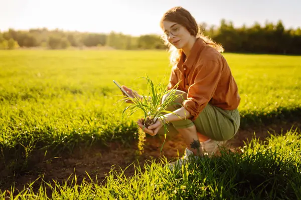 Tarlada kök salmış ve ekinlerin büyümesini kontrol eden bir kadın çiftçi. Tarım, bahçıvanlık, ekoloji kavramı..