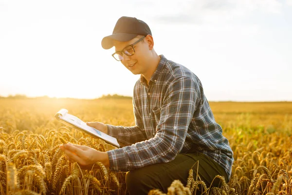 Buğday tarlasında çiftçi mahsulü kontrol ediyor. Hasat, organik tarım konsepti