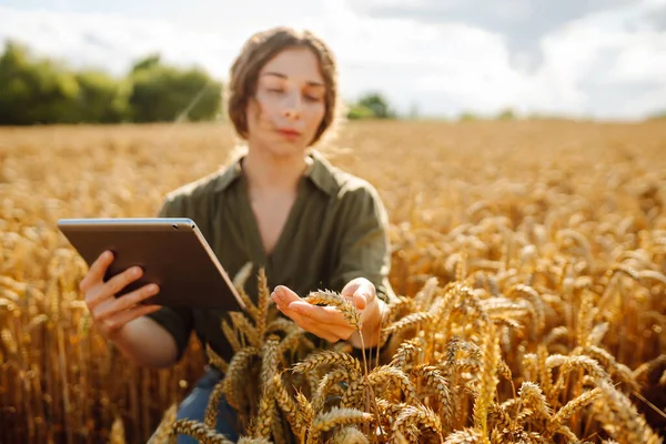 Buğday tarlasında çiftçi kadın mahsulü kontrol ediyor. Hasat, organik tarım konsepti