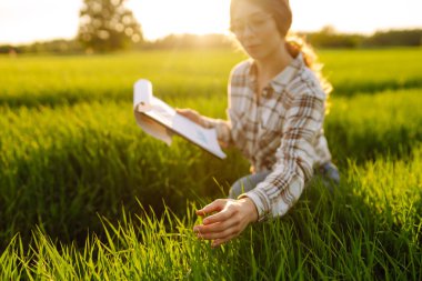 Genç çiftçi kadın, yeşil buğday tarlasındaki bir tabletten hasat sürecini kontrol ediyor. Yeni buğday ekinleri büyüyor. Tarım ve tarım kavramı.