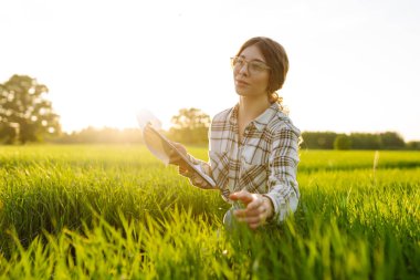 Genç çiftçi kadın, yeşil buğday tarlasındaki bir tabletten hasat sürecini kontrol ediyor. Yeni buğday ekinleri büyüyor. Tarım ve tarım kavramı.