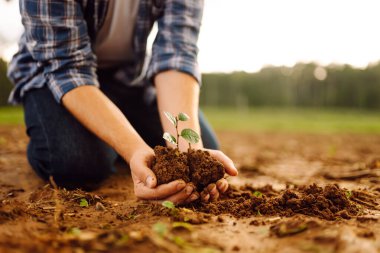 Genç bir buğday filizi elinde çiftçi. Bahçıvanlık, tarım kavramı.