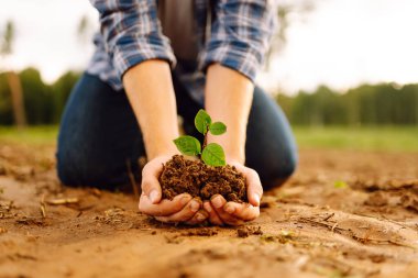 Genç bir buğday filizi elinde çiftçi. Bahçıvanlık, tarım kavramı.