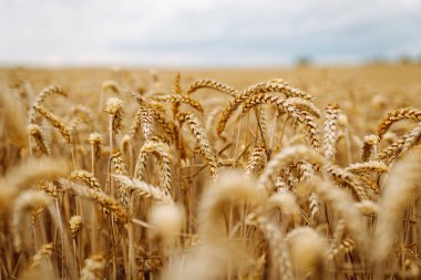 Buğday kulaklarını kapat, bir yaz günü buğday tarlasını. Hasat zamanı