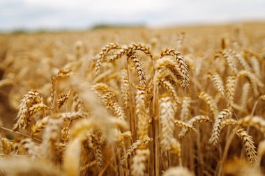 Buğday kulaklarını kapat, bir yaz günü buğday tarlasını. Hasat zamanı