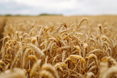 Buğday kulaklarını kapat, bir yaz günü buğday tarlasını. Hasat zamanı