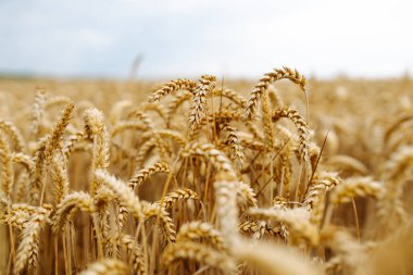 Buğday kulaklarını kapat, bir yaz günü buğday tarlasını. Hasat zamanı