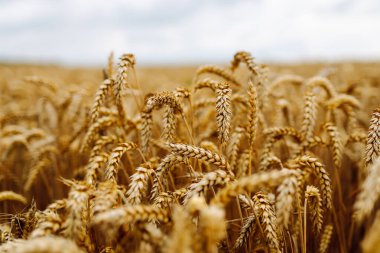 Buğday kulaklarını kapat, bir yaz günü buğday tarlasını. Hasat zamanı