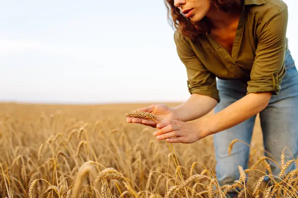 Wheat quality check. Farmer woman with ears of wheat in a wheat field.  Harvesting. Agribusiness. Gardening concept.