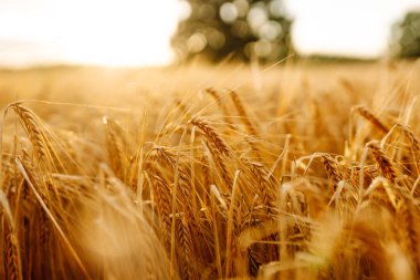 Günbatımı tarlasında altın buğday kulakları. Tarım çiftliği. Zengin hasat. 