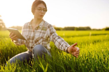 Modern tabletli bir kadın çiftçi filizleri eliyle değerlendirir, tarladaki yeşil filizleri. Çiftçi hasattan önce ürünlere bakıyor. Tarım, bahçıvanlık veya ekoloji kavramı.