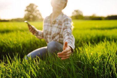 Modern tabletli bir kadın çiftçi filizleri eliyle değerlendirir, tarladaki yeşil filizleri. Çiftçi hasattan önce ürünlere bakıyor. Tarım, bahçıvanlık veya ekoloji kavramı.