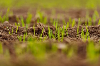 Genç buğday tarlalarda yetişir. Doğal bileşim. Tarım, organik bahçe, ekme ya da ekoloji konsepti.