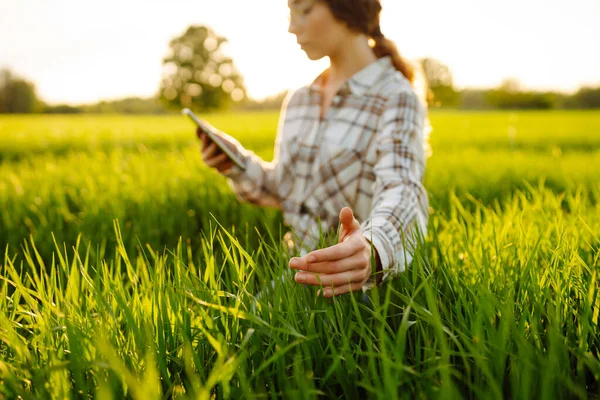 A woman farmer with a modern tablet evaluates the shoots with her hand, green sprouts of wheat in the field. Farmer looking at the produce before harvesting. Agriculture, gardening or ecology concept.
