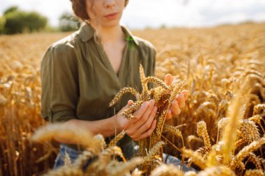 Tahıl tarlasında çalışan ve hasat geliri planlayan bir kadın tarım uzmanı. Kadın, buğday hasadının kalite kontrolünü inceliyor ve kontrol ediyor. Tarım, bahçıvanlık veya ekoloji kavramı.