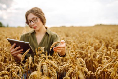 Tahıl tarlasında çalışan ve hasat geliri planlayan bir kadın tarım uzmanı. Kadın, buğday hasadının kalite kontrolünü inceliyor ve kontrol ediyor. Tarım, bahçıvanlık veya ekoloji kavramı.