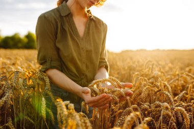 Tahıl tarlasında çalışan ve hasat geliri planlayan bir kadın tarım uzmanı. Kadın, buğday hasadının kalite kontrolünü inceliyor ve kontrol ediyor. Tarım, bahçıvanlık veya ekoloji kavramı.