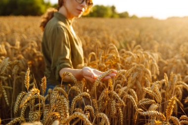 Tahıl tarlasında çalışan ve hasat geliri planlayan bir kadın tarım uzmanı. Kadın, buğday hasadının kalite kontrolünü inceliyor ve kontrol ediyor. Tarım, bahçıvanlık veya ekoloji kavramı.