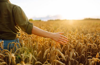 Tahıl tarlasında çalışan ve hasat geliri planlayan bir kadın tarım uzmanı. Kadın, buğday hasadının kalite kontrolünü inceliyor ve kontrol ediyor. Tarım, bahçıvanlık veya ekoloji kavramı.