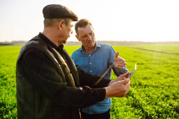 Farmers holding a tablet and checking the progress of the harvest at the green wheat field. Workers tracks the growth prospects. Agricultural concept