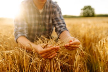 Buğday kalitesi kontrolü. Buğday tarlasında buğday kulaklı bir çiftçi. Hasat. Tarım işi. Bahçe konsepti.