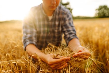 Buğday kalitesi kontrolü. Buğday tarlasında buğday kulaklı bir çiftçi. Hasat. Tarım işi. Bahçe konsepti.