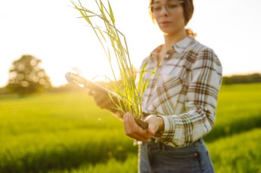 Genç çiftçi kadın yeşil buğday tarlasında hasat sürecini kontrol ediyor. Yeni buğday ekinleri büyüyor. Tarım ve tarım kavramı.