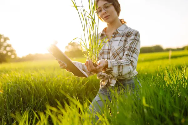 Genç çiftçi kadın yeşil buğday tarlasında hasat sürecini kontrol ediyor. Yeni buğday ekinleri büyüyor. Tarım ve tarım kavramı.
