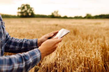 Akıllı tarım ve dijital tarım. Tablet ile buğday tarlasında çalışan çiftçi.