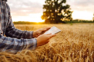 Akıllı tarım ve dijital tarım. Tablet ile buğday tarlasında çalışan çiftçi.