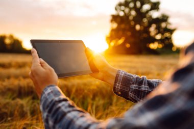 Akıllı tarım ve dijital tarım. Tablet ile buğday tarlasında çalışan çiftçi.