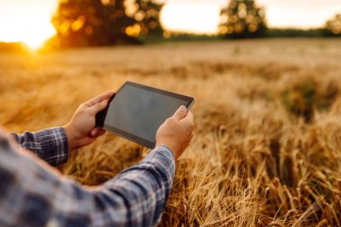 Akıllı tarım ve dijital tarım. Tablet ile buğday tarlasında çalışan çiftçi.
