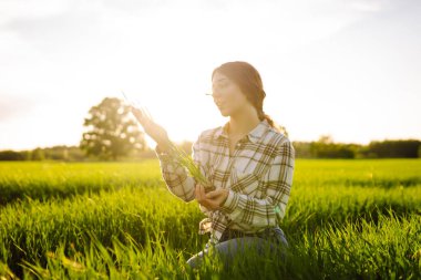 Genç yeşil buğday fideleri bir kadın çiftçinin ellerinde. Tarlada organik yeşil buğday. Tarım işi. Hasat..