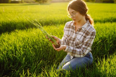 Genç yeşil buğday fideleri bir kadın çiftçinin ellerinde. Tarlada organik yeşil buğday. Tarım işi. Hasat..