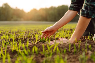 Yeni hasat. Çiftçi, yeni tohum büyümesinin ilerlemesini analiz ediyor. Bahçe ve ekoloji kavramı.
